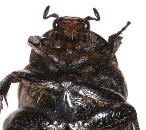 Réf. 293 731 : Netocia morio